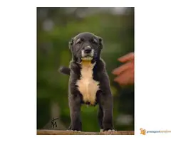 SREDNJEAZIJSKI OVCAR stenci odlicnog kvaliteta - 2