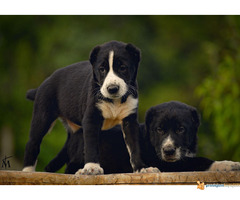 SREDNJEAZIJSKI OVCAR stenci odlicnog kvaliteta