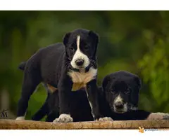 SREDNJEAZIJSKI OVCAR stenci odlicnog kvaliteta - 3