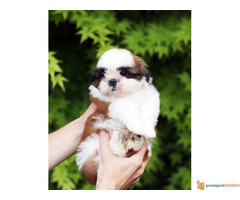 ŠICU - čistokrvni štenci