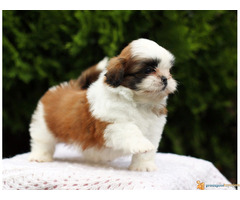 ŠICU - čistokrvni štenci