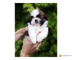 ŠICU - čistokrvni štenci