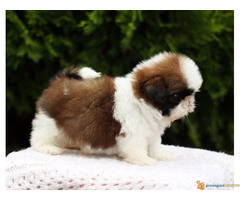 ŠICU - čistokrvni štenci