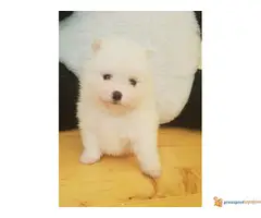 POMERANSKI SPIC stenci, mali medvedici - 2