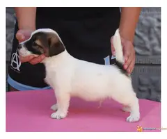 DZEK RASEL TERIJER štenci