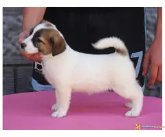 DZEK RASEL TERIJER štenci