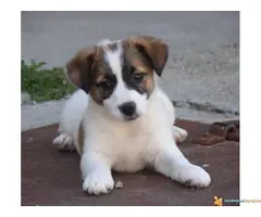 DZEK RASEL TERIJER štenci