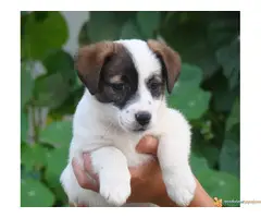 DZEK RASEL TERIJER štenci