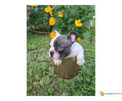 FRANCUSKI BULDOG - musko stene staro 50 dana