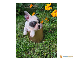 FRANCUSKI BULDOG - musko stene staro 50 dana