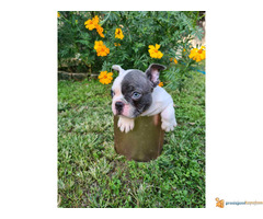 FRANCUSKI BULDOG - musko stene staro 50 dana