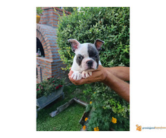 FRANCUSKI BULDOG - musko stene staro 50 dana