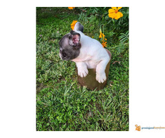 FRANCUSKI BULDOG - musko stene staro 50 dana