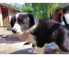 BORDEL COLLI stenad - 2