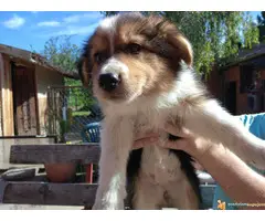 BORDEL COLLI stenad - 5