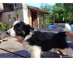 BORDEL COLLI stenad - 6