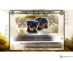 ROTVAJLER stenci vrhunskog kvaliteta