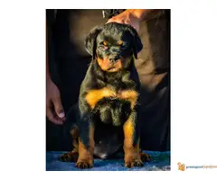 ROTVAJLER stenci vrhunskog kvaliteta