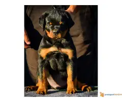 ROTVAJLER stenci vrhunskog kvaliteta