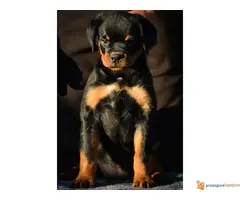 ROTVAJLER stenci vrhunskog kvaliteta