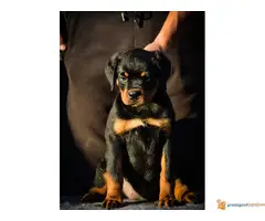 ROTVAJLER stenci vrhunskog kvaliteta - 6