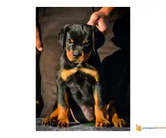 ROTVAJLER stenci vrhunskog kvaliteta - 7