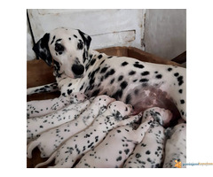 Stenci DALMATINACA - poreklo vrhunsko