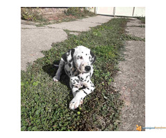 Stenci DALMATINACA - poreklo vrhunsko