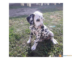 Stenci DALMATINACA - poreklo vrhunsko