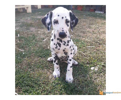 Stenci DALMATINACA - poreklo vrhunsko