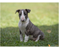 BULL TERIEJER - prelepa ženkica