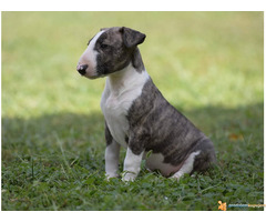 BULL TERIEJER - prelepa ženkica