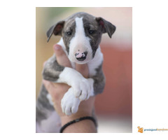 BULL TERIEJER - prelepa ženkica