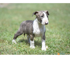 BULL TERIEJER - prelepa ženkica