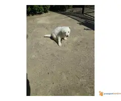 BELI ŠVAJCARSKI OVČAR - ženkica