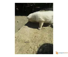 BELI ŠVAJCARSKI OVČAR - ženkica