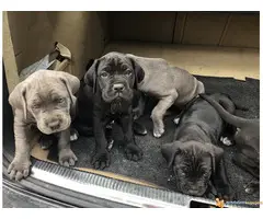 Na prodaju stenci Cane Corso