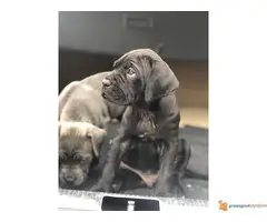 Na prodaju stenci Cane Corso - 2