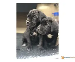 Na prodaju stenci Cane Corso - 3