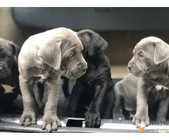 Na prodaju stenci Cane Corso - 4