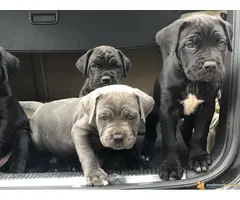 Na prodaju stenci Cane Corso - 5