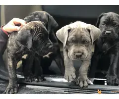 Na prodaju stenci Cane Corso - 6