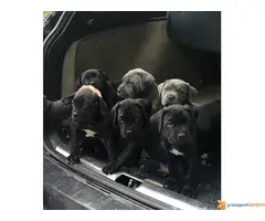 Na prodaju stenci Cane Corso - 7