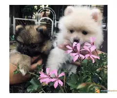 Pomeranac-Nemacki Spic stenci