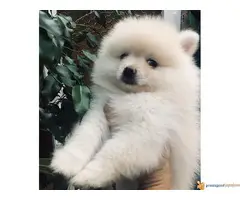 Pomeranac-Nemacki Spic stenci