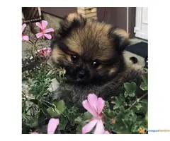 Pomeranac-Nemacki Spic stenci