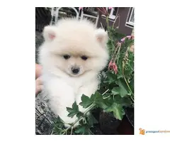 Pomeranac-Nemacki Spic stenci