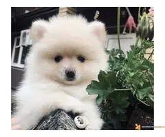 Pomeranac-Nemacki Spic stenci - 6