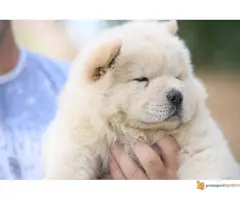 CHOW CHOW muzjak na prodaju