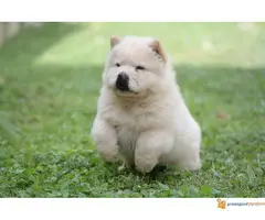 CHOW CHOW muzjak na prodaju